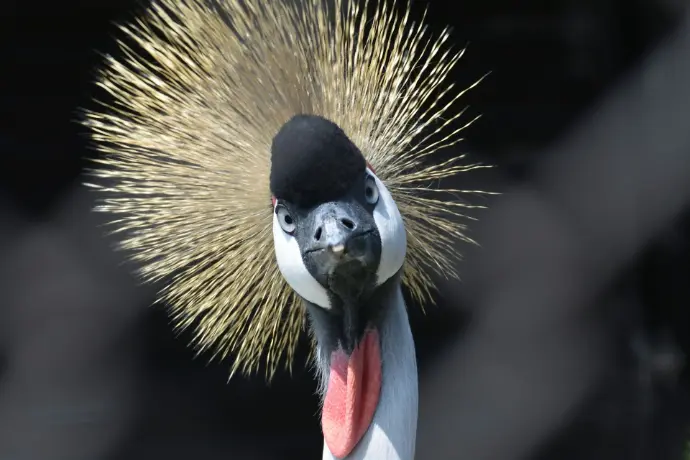 brics_crowned-crane